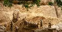Suricatas-en-la-sabana-africana-de-BIOPARC-Valencia-septiembre-2019-1200x630-1.webp