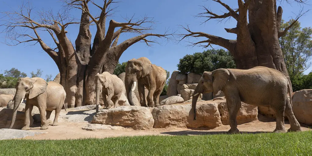 bioparc-valencia-reapertura.webp